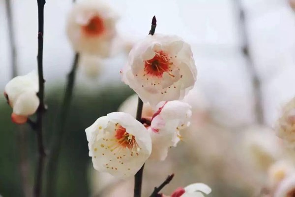 避开人潮 另辟蹊径赏花地 烂漫樱海 烟雨梅林 金陵二月兰 这些高校才是隐藏的 宝藏花园 Travelzoo旅游族