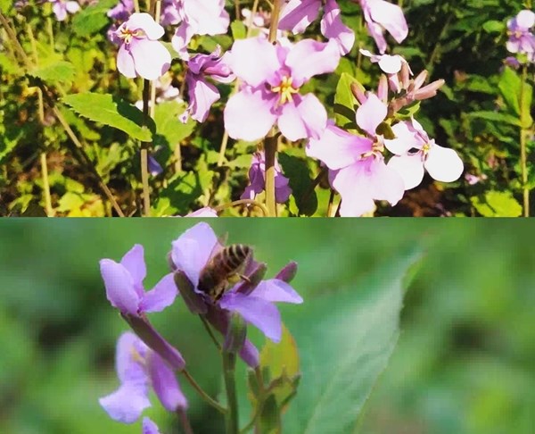 避开人潮 另辟蹊径赏花地 烂漫樱海 烟雨梅林 金陵二月兰 这些高校才是隐藏的 宝藏花园 Travelzoo旅游族