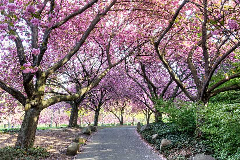 Best Places to See Cherry Blossoms Around the World
