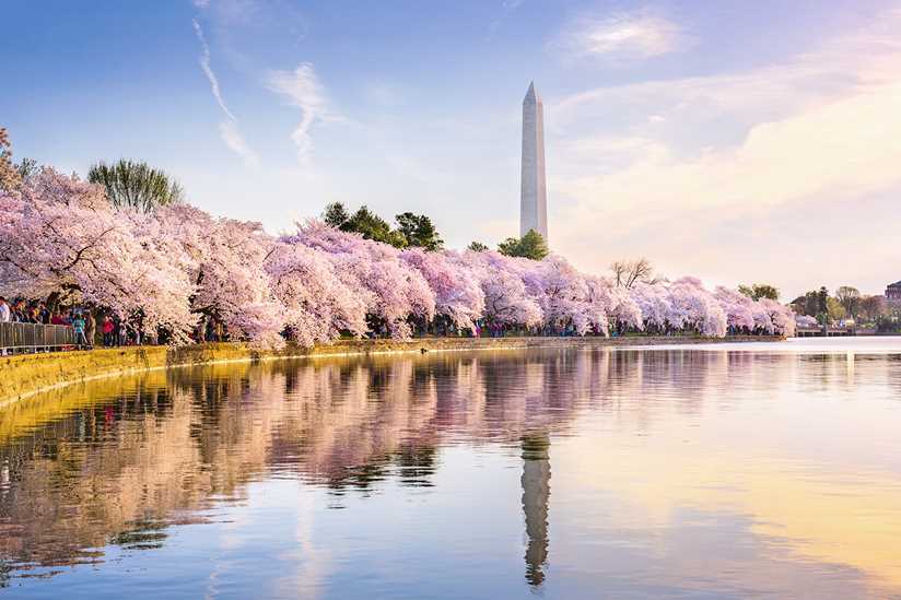The Best Places To See Cherry Blossoms In Washington D.C.