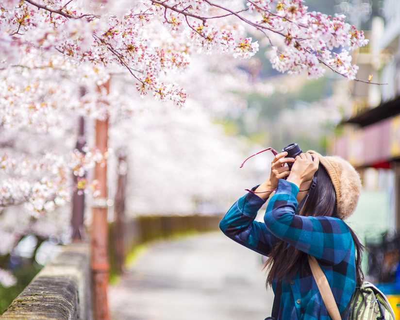 Spring Delight: Explore Japan Through These Stunning Cherry