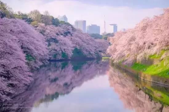 日本最高逼格的10处赏樱圣地 去过5处以上才是真正玩家 Travelzoo旅游族