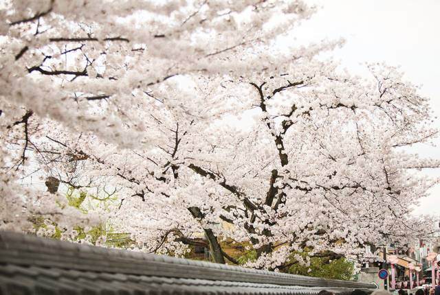 日本最高逼格的10处赏樱圣地 去过5处以上才是真正玩家 Travelzoo旅游族