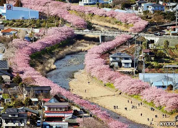 日本最高逼格的10处赏樱圣地 去过5处以上才是真正玩家 Travelzoo旅游族
