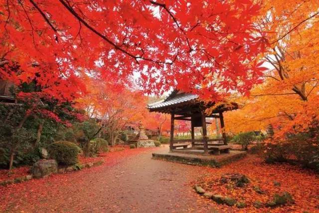 日本赏枫时间表 目的地推荐 记住这10个 不然白去了 Travelzoo旅游族 日本赏枫时间表 目的地推荐 记住这10个 不然白去了 Travelzoo旅游族