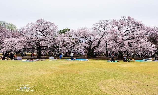 日本最高逼格的10处赏樱圣地 去过5处以上才是真正玩家 Travelzoo旅游族