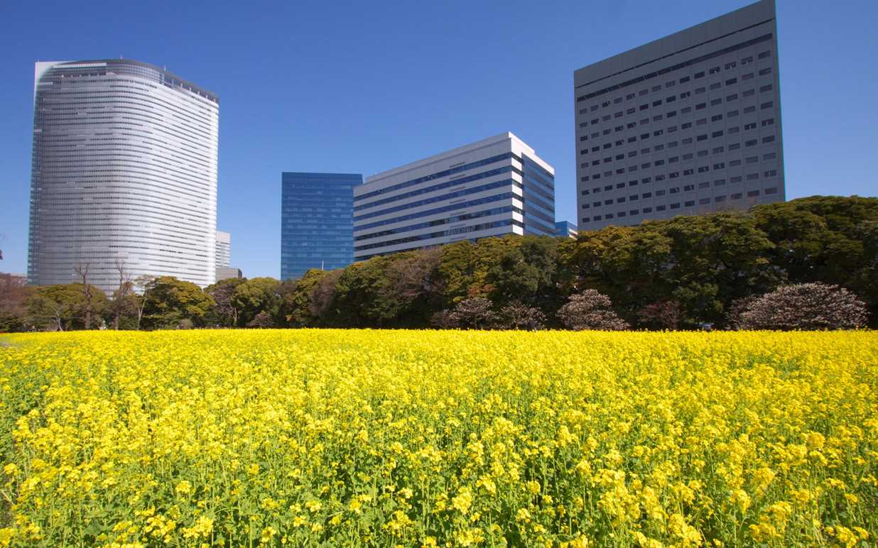 留檔備用櫻花之外影花海呃like 的日本地點 Travelzoo