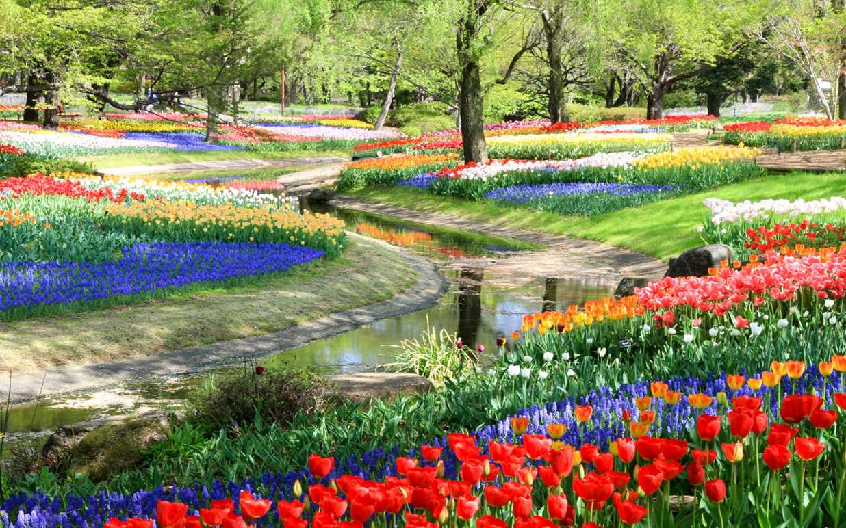 花全部都係花 日本櫻花之外絕讚花海推介 Travelzoo 花全部都係花 日本櫻花之外絕讚花海推介 Travelzoo