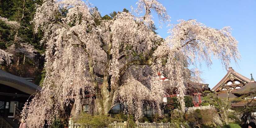 春色に染まる甲斐の国へ 山梨の桜名所best3 トラベルズー