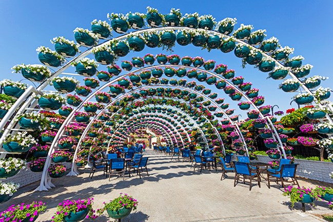 dubai s miracle garden is a real life alice in wonderland travelzoo
