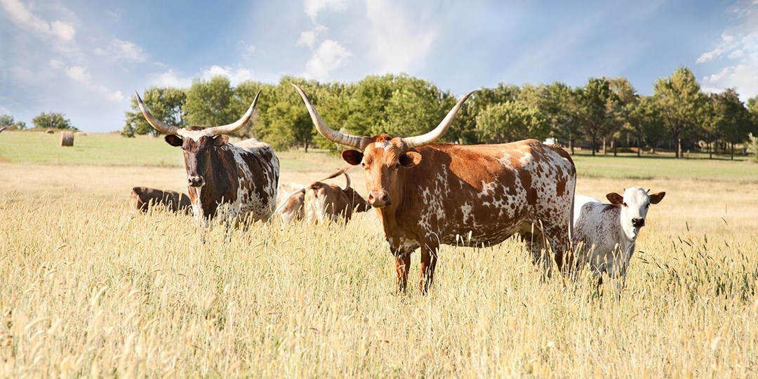 Dallas Entertainment Deals Travelzoo