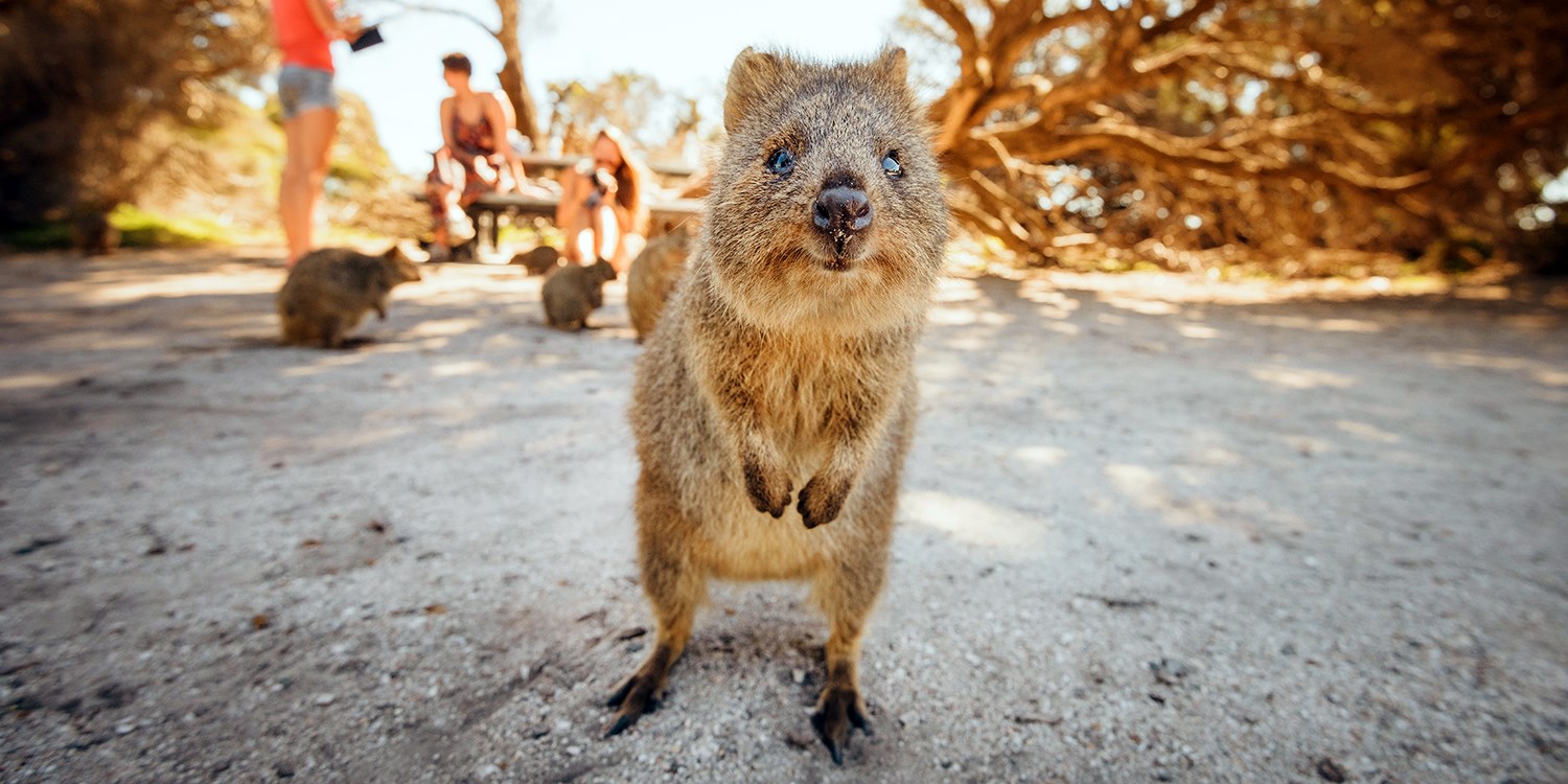 Everything You Need to Know about the 'Happiest Animal in the World' |  Travelzoo