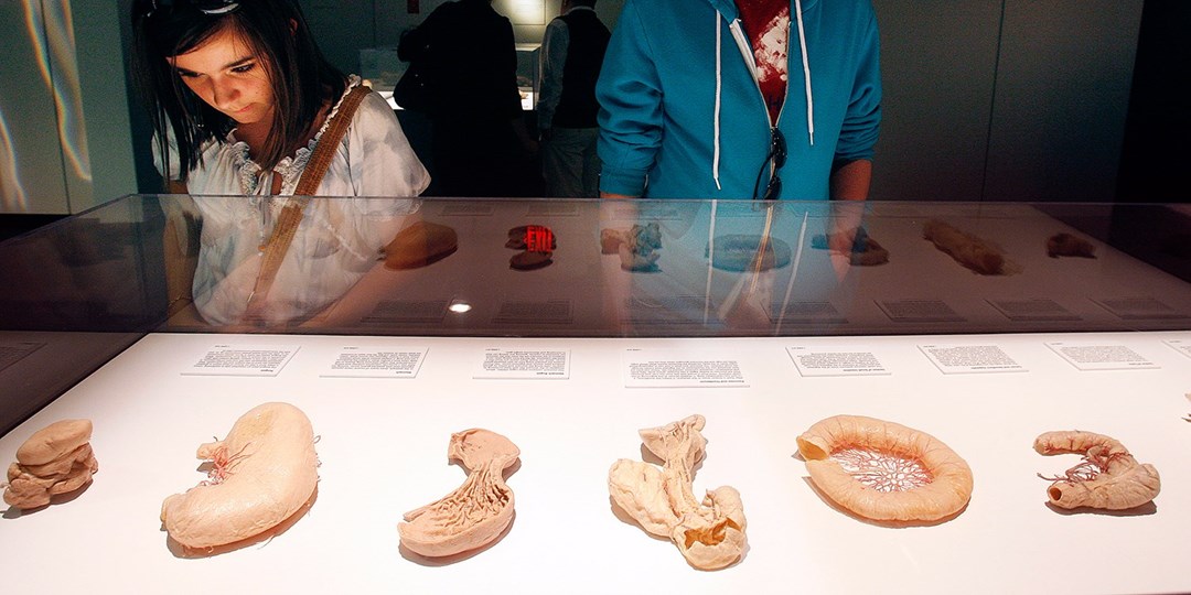 25 'BODIES' Exhibition at Luxor Visit through 2019 Travelzoo