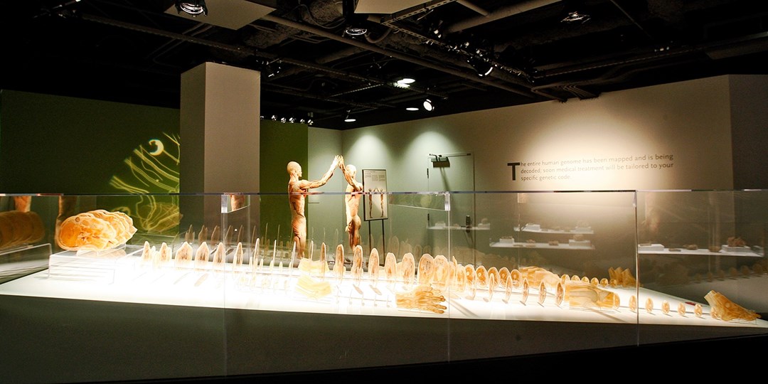 25 'BODIES' Exhibition at Luxor Visit through 2020 Travelzoo