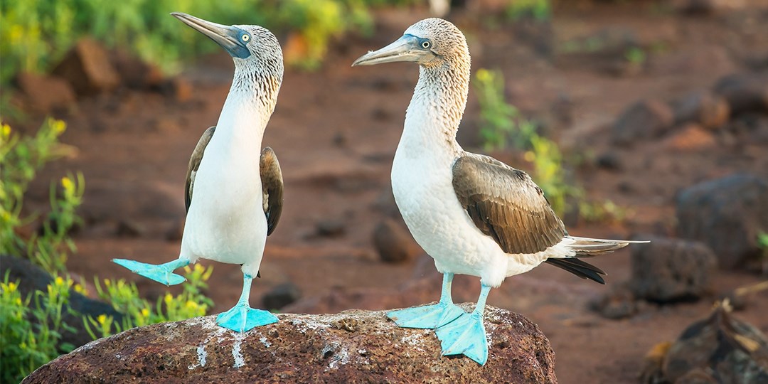 $1599 &amp; up -- Explore Ecuador, Galapagos &amp;
Amazon: 10-night tour w/air