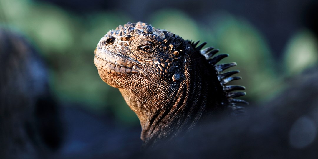 1499—Ecuador, Galápagos & Amazon tour w/air, save 2800 Travelzoo