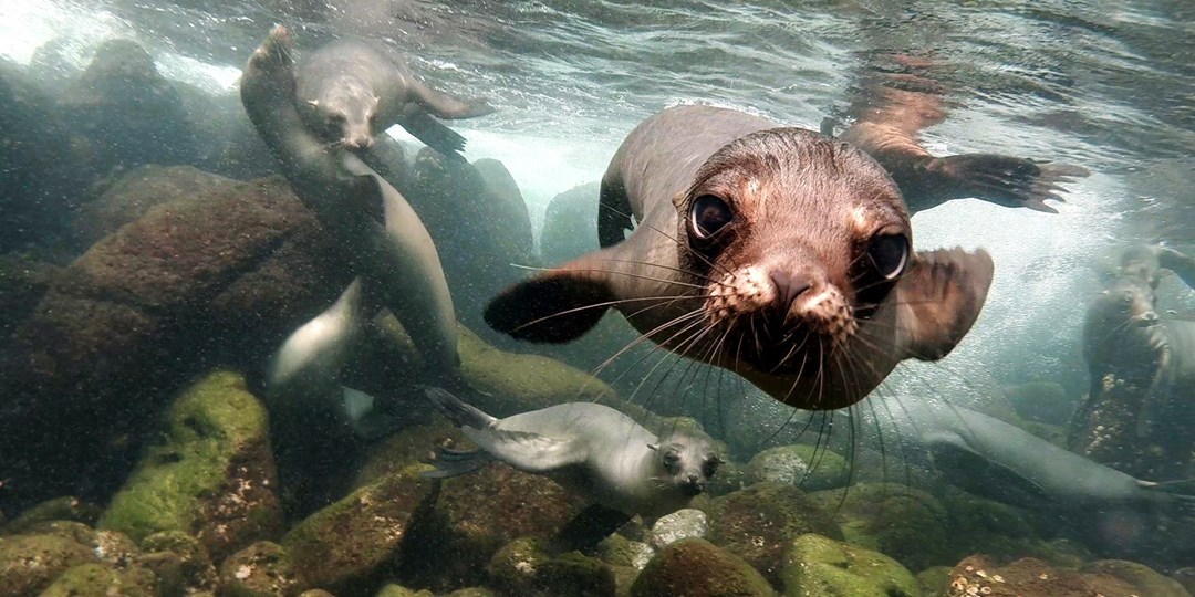 1499—Ecuador, Galápagos & Amazon tour w/air, save 2800 Travelzoo