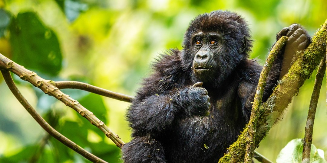 1899 دولارًا أمريكيًا وما فوق — جولات السفاري الأفريقية مع رحلات الطيران، وفر ما يصل إلى 3300 دولارًا أمريكيًا