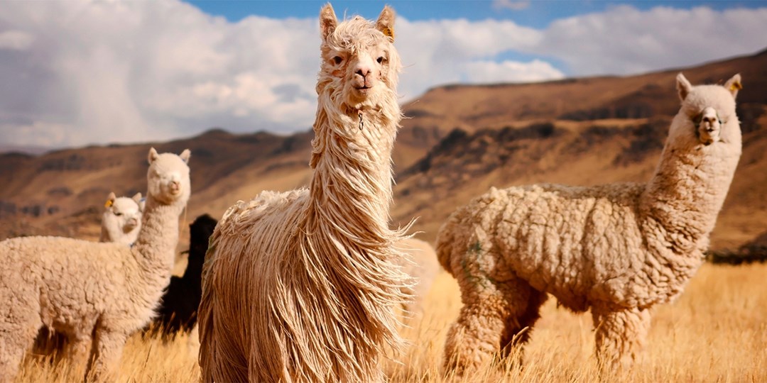 £2499pp—Peru, Amazon & Galapagos 17night tour w/flights Travelzoo