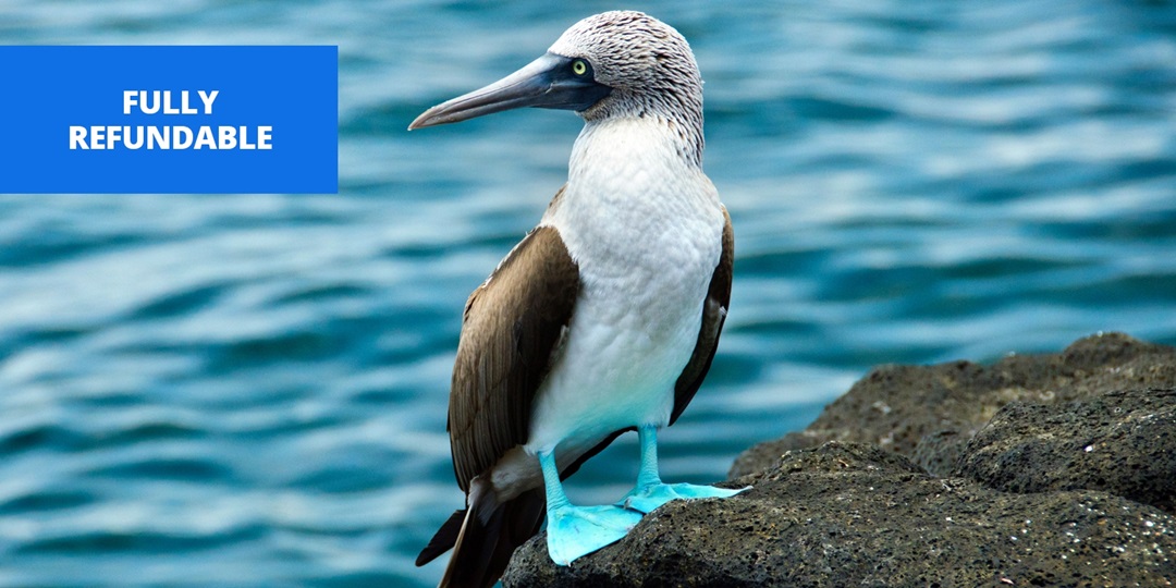 £1724pp—Ecuador 10night tour inc Galápagos w/flights Travelzoo