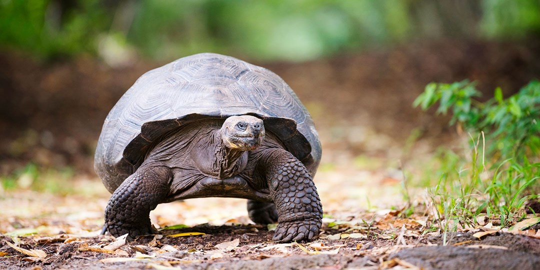 £2499pp—Peru, Amazon & Galapagos 17night tour w/flights Travelzoo