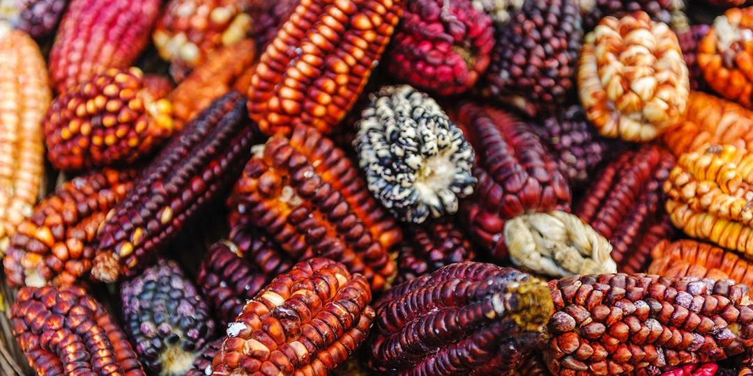 £2499pp—Peru, Amazon & Galapagos 17night tour w/flights Travelzoo