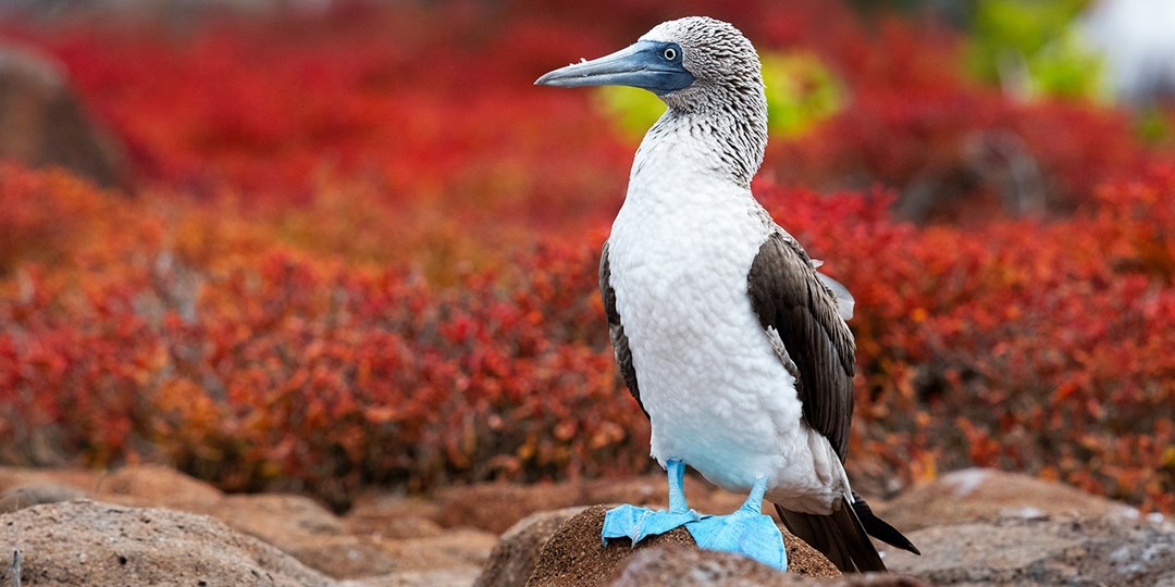 £2499pp—Peru, Amazon & Galapagos 17night tour w/flights Travelzoo