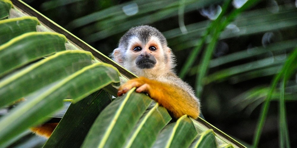 $469 -- Costa Rica for 6 nights w/flights & car
rental