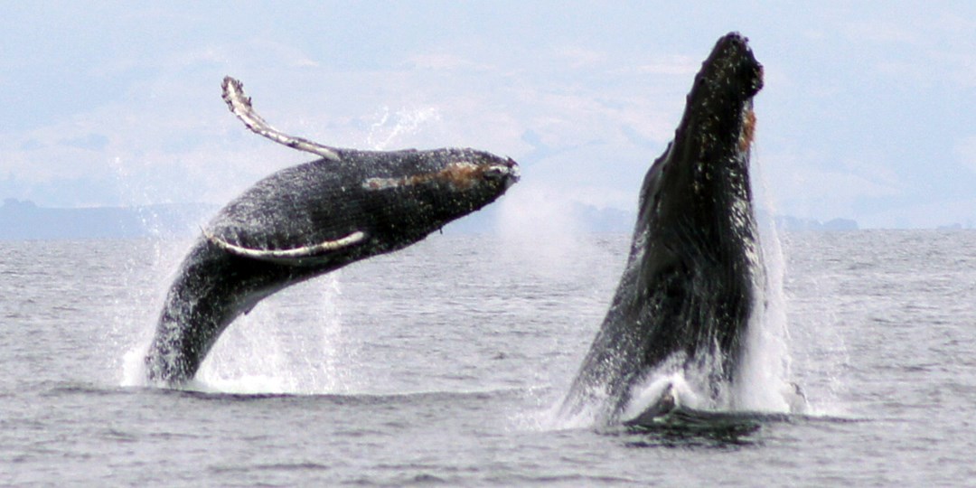 $35 – Go Whale-Watching in Monterey | Travelzoo