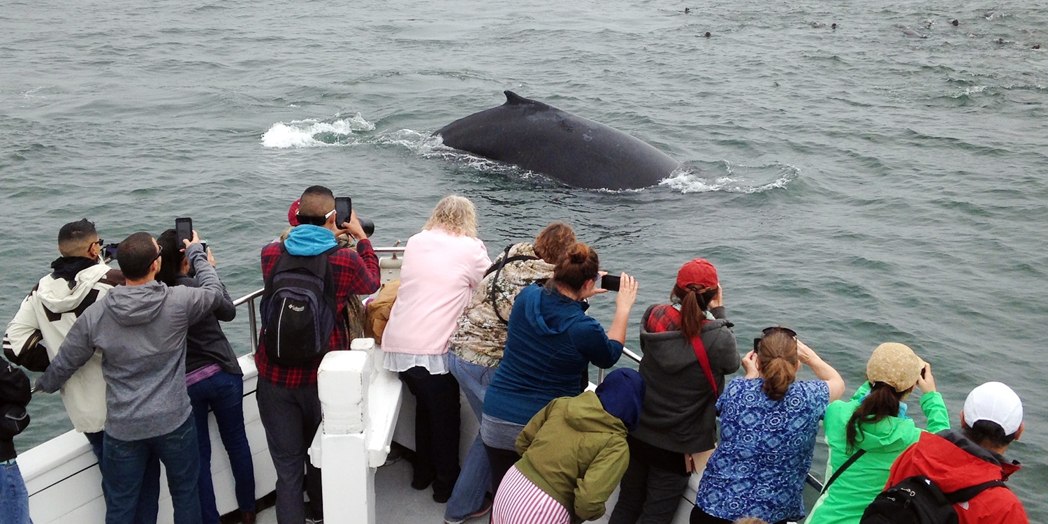 whale watching monterey