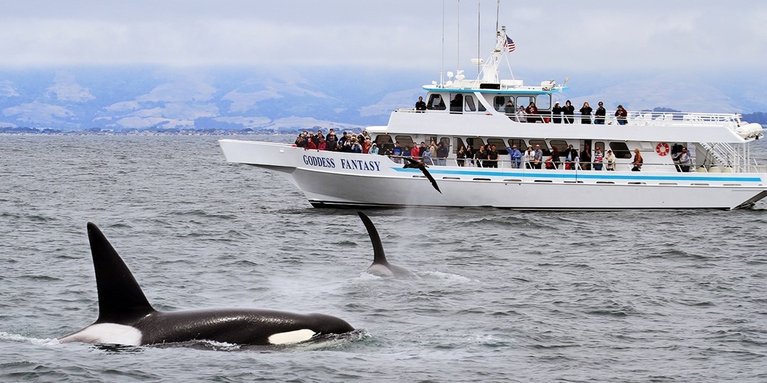 $35 – Go Whale-Watching in Monterey | Travelzoo