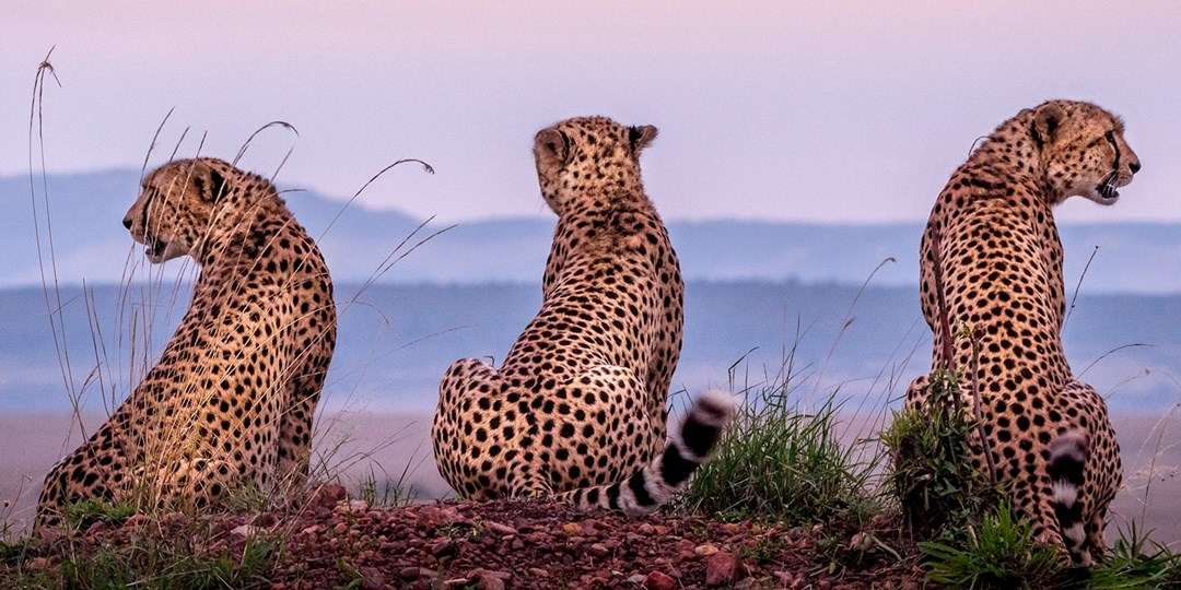 4299—Upscale Kenya safari incl. flights Travelzoo