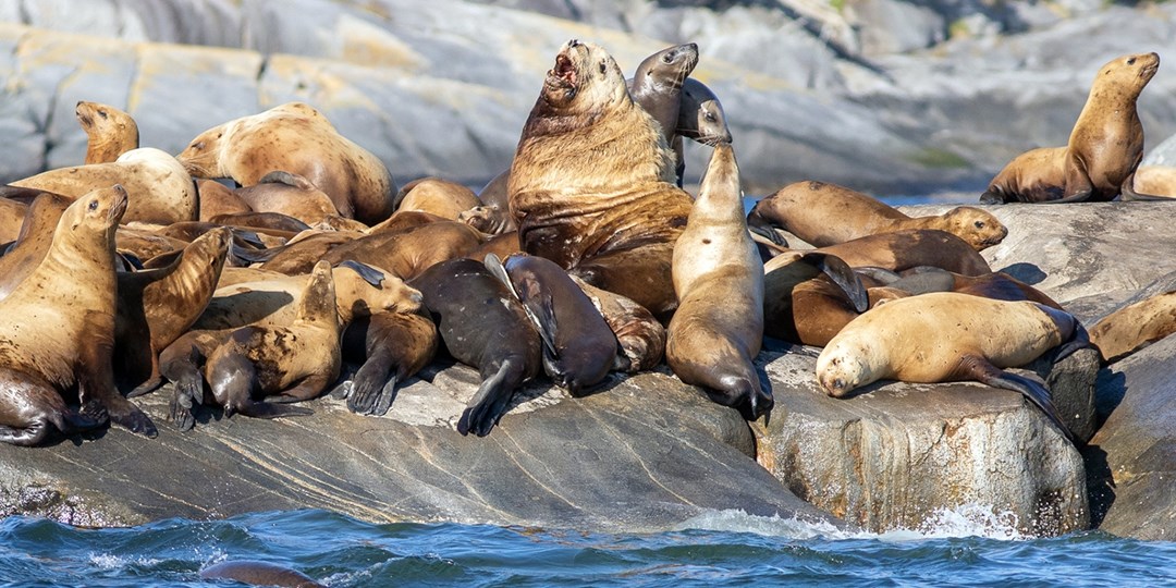 wildlife photography tours vancouver island