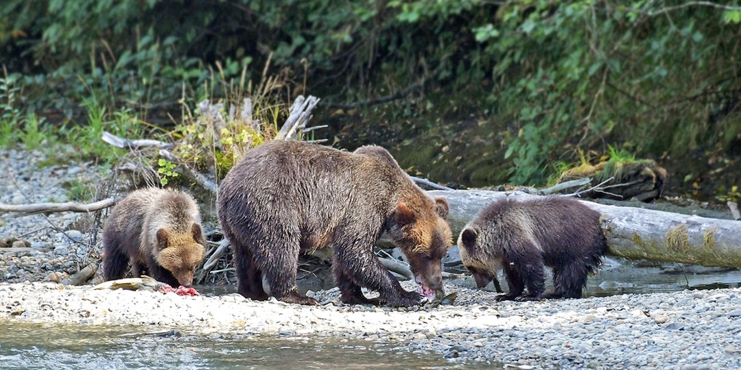 vancouver island animal tour