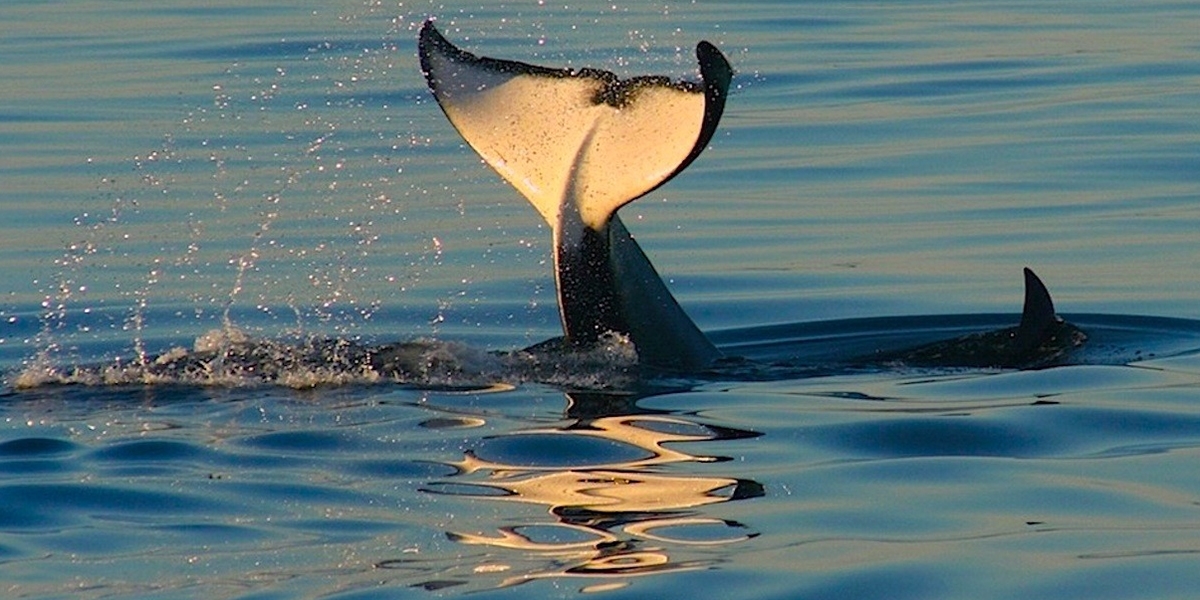 $83 – Victoria: marine & whale-watching tour, 30% off | Travelzoo