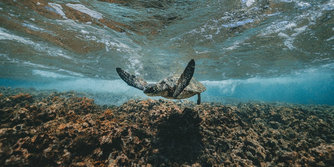 331—Fly Vancouver to Kauai in December (r/t) Travelzoo