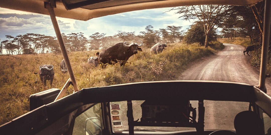 1906 دولارًا أمريكيًا وما فوق — مغامرة سفاري في كينيا + رحلات طيران، وفر 1600 دولارًا أمريكيًا