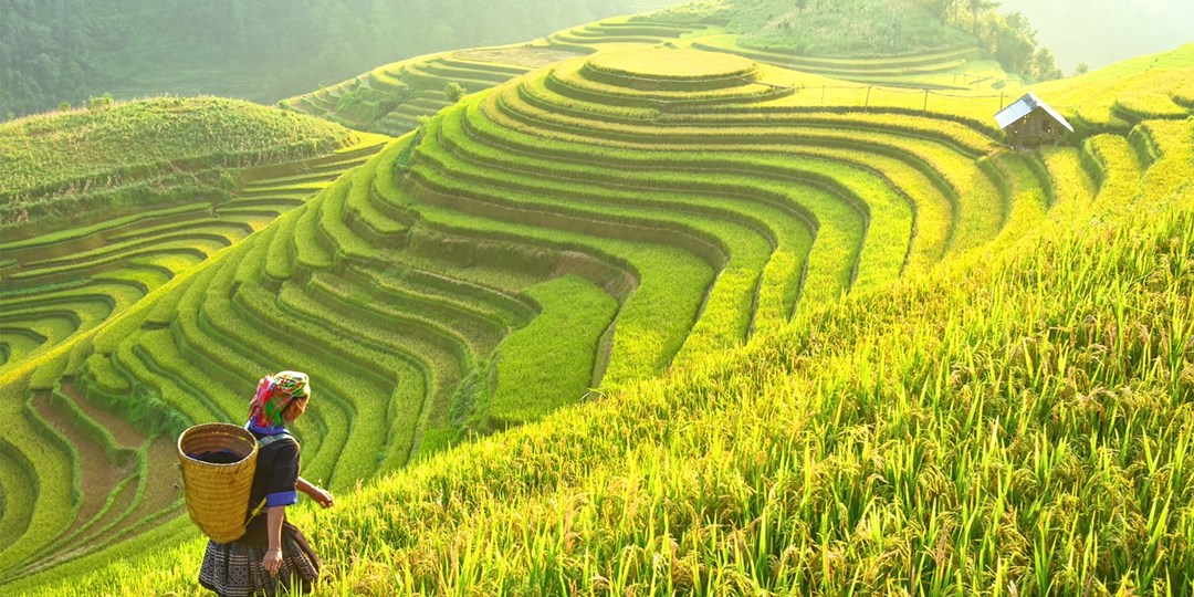 Vietnam Holiday Deals, Trips & Packages 2024/2025 Travelzoo