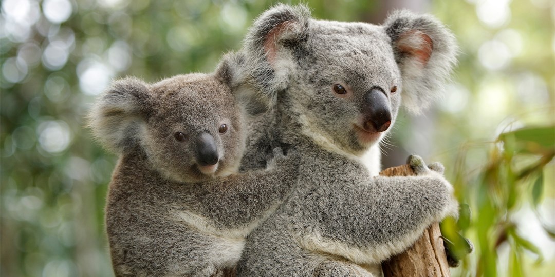 Australia and New Zealand Cruise Packages with Flights and Hotel Included