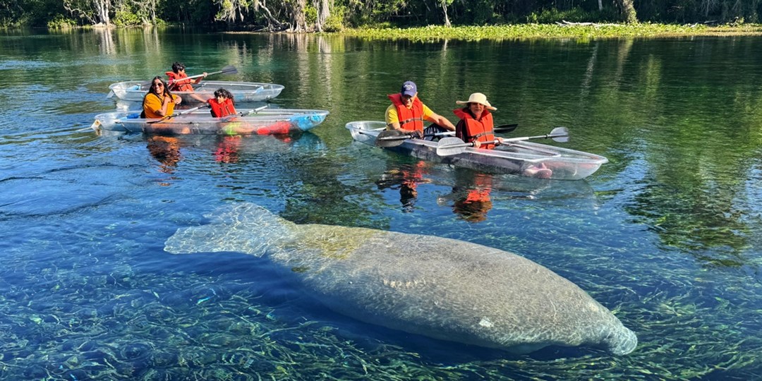 42 دولارًا وما فوق – جولات التجديف والتجديف بالكاياك في أورلاندو