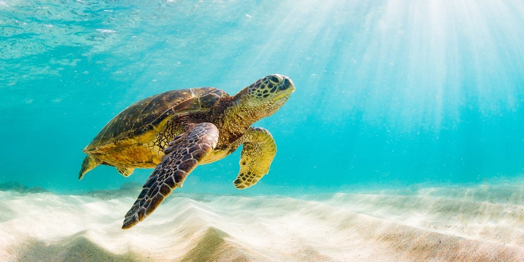 $999—Hawaii&amp;#39;s Big Island: 5-night trip from NYC | Travelzoo