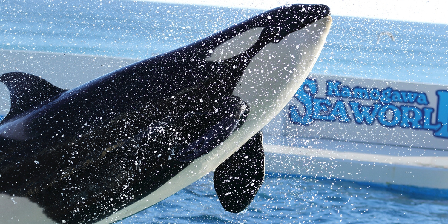 鴨川シーワールド 夜の水族館ツアーの予約受付がスタートしました トラベルズー