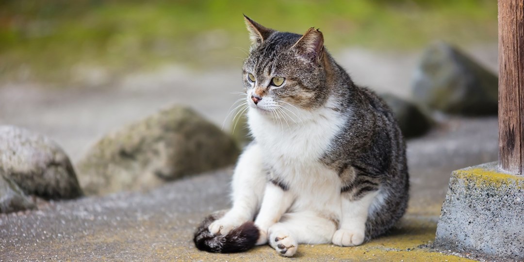 猫好き必見 国内外のおすすめにゃ猫島5選 トラベルズー