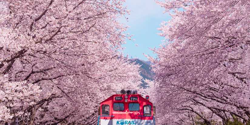 Cherry blossoms around the world