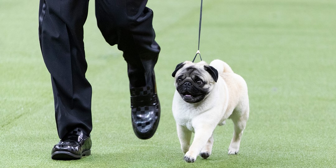 41 دولارًا أمريكيًا وما فوق – معرض الكلاب السنوي رقم 150 في Westminster Kennel Club