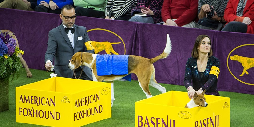 Admission to Westminster Kennel Club Dog Show at MSG