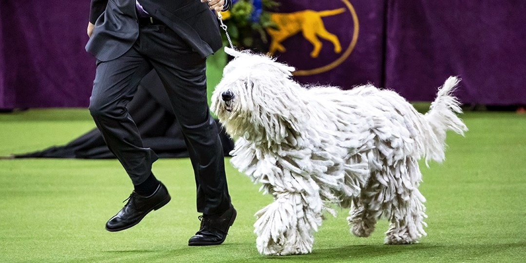 Admission to Westminster Kennel Club Dog Show at MSG Travelzoo