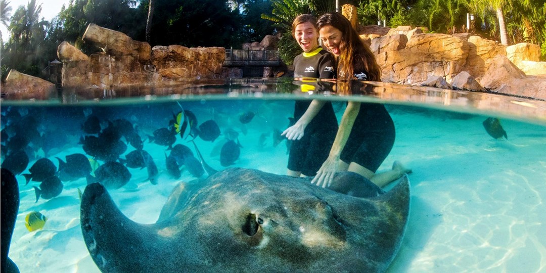 Discovery Cove Day Resort in Orlando Travelzoo