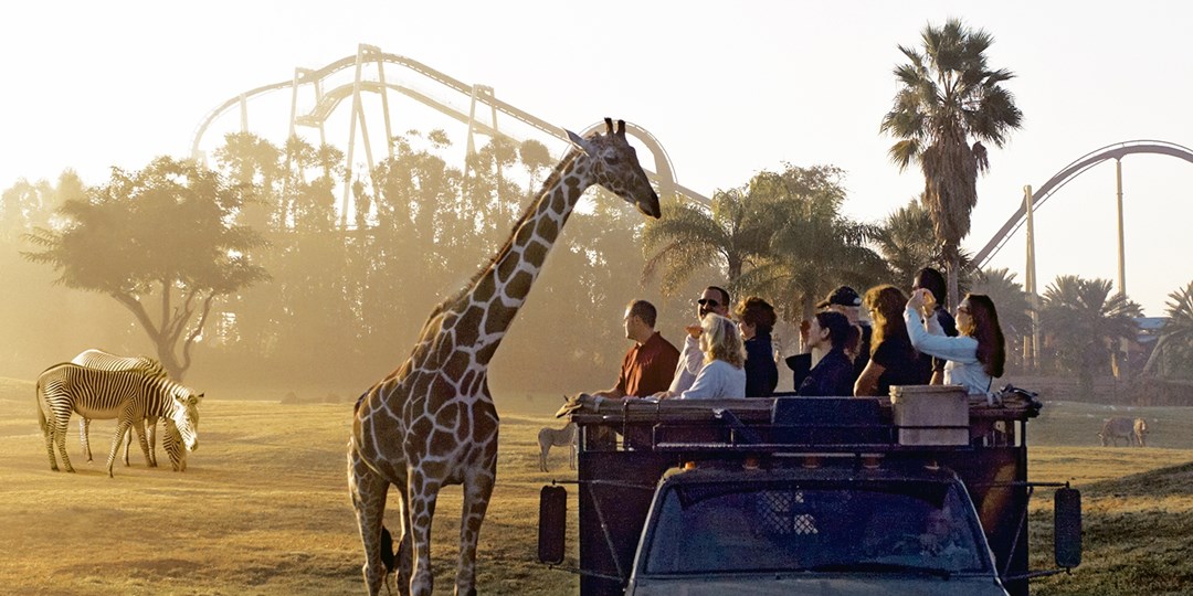 Busch Gardens Tampa Bay: Single-Day Admission | Travelzoo