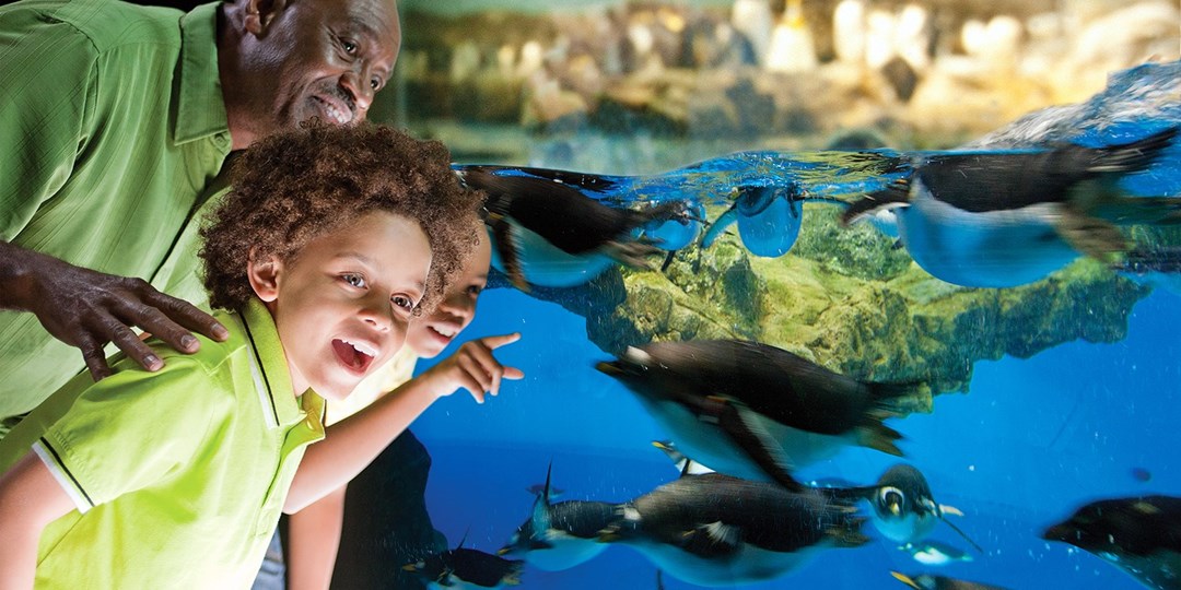 SeaWorld San Antonio Admission, Reg. $76 | Travelzoo